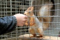 The child feeds feed the animal Royalty Free Stock Photo