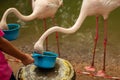 Child feeds a flamingo