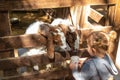 A child feeds a goat on a farm. Selective focus. Royalty Free Stock Photo