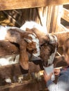 A child feeds a goat on a farm. Selective focus. Royalty Free Stock Photo