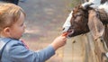 A child feeds a goat on a farm. Selective focus. Royalty Free Stock Photo