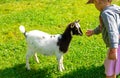 A child feeds a goat on a farm. Selective focus. Royalty Free Stock Photo