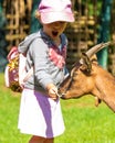 A child feeds a goat on a farm. Selective focus. Royalty Free Stock Photo