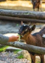A child feeds a goat on a farm. Selective focus. Royalty Free Stock Photo