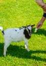 A child feeds a goat on a farm. Selective focus. Royalty Free Stock Photo