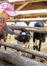 A child feeds a goat on a farm. Selective focus. Royalty Free Stock Photo