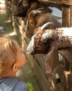 A child feeds a goat on a farm. Selective focus. Royalty Free Stock Photo