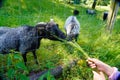 Child feeds goats in nature of Hochsauerlandkreis