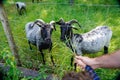 Child feeds goats in nature of Hochsauerlandkreis