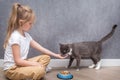 Child feeds his cat with dry food. Portrait on a gray background