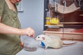 A child feeds rats with dried zophobas larvae. The concept of feeding and caring for animals. Pets and children