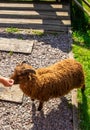 A child feeds a sheep on a farm. Selective focus. Royalty Free Stock Photo