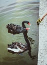 Child feeds two black swans on a pond.