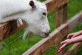 Child feeds a white goat at the farm by the fence closeup