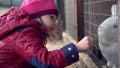 Child feeds white rabbit grass Royalty Free Stock Photo