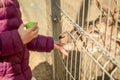 A child feeds wild deer with his hands in the zoo. Family trip to the zoo in Zielona GÃÂ³ra.