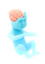 Child, fetus, organ formation. Sponge effect brain. Sensory expansion learning