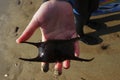Child finds a SPOTTED RAY Raja montagui, Eggcase on the devon coast uk