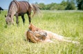 Child foal sleeping while mother horse eating grass in the pasture