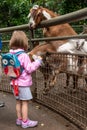 Goats reaching through fence to eat food from child Royalty Free Stock Photo