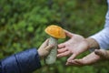 The child found and plucked a boletus in the forest, hands his mom a mushroom, close-up Royalty Free Stock Photo