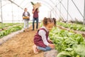 Child, garden and agriculture with little girl helping her farming parents in the greenhouse. Small kid, plants and Royalty Free Stock Photo