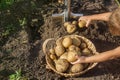 child in the garden harvest a potato crop with a shovel. Selective focus Royalty Free Stock Photo