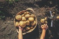 child in the garden harvest a potato crop with a shovel. Selective focus Royalty Free Stock Photo