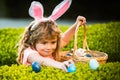 Child gathering eggs, easter egg hunt concept. Child boy with easter eggs and bunny ears outdoor. Cute kid having happy Royalty Free Stock Photo