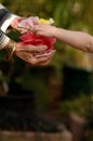 Child Gifting Flowers Royalty Free Stock Photo