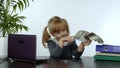 Child girl boss holding pile of dollar cash bills. Baby businesswoman kid holding money in hands Royalty Free Stock Photo