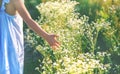 Child girl in a camomile field. Selective focus Royalty Free Stock Photo