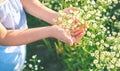 Child girl in a camomile field. Selective focus Royalty Free Stock Photo