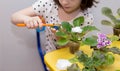 Child girl caring for houseplants - saintpaulias. washes and brushes violet leaves with a toothbrush Royalty Free Stock Photo