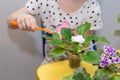 Child girl caring for houseplants - saintpaulias. washes and brushes violet leaves with a toothbrush Royalty Free Stock Photo