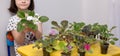 Child girl caring for houseplants - violets, saintpaulias. many potted flowers stand on the table in the room