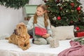 Child girl and dog at Christmas. Boxing Day. Shar Pei dog. Merry Christmas and Happy Holidays
