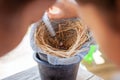 Child girl feeding water and food to baby sparrow bird with syringe Royalty Free Stock Photo