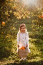 Child girl harvesting oranges in fruit garden organic farm agriculture autumn season healthy food Royalty Free Stock Photo