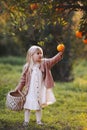 Child girl harvesting oranges fruits in the garden with wicker basket organic farm agriculture autumn season Royalty Free Stock Photo