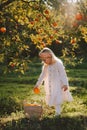 Child girl in oranges garden harvesting fruits in wicker basket organic farm Royalty Free Stock Photo