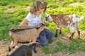 Child girl playing with baby goats,