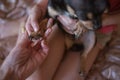 Child girl plays with little dog black hairy chihuahua doggy Royalty Free Stock Photo