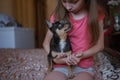 Child girl plays with little dog black hairy chihuahua doggy Royalty Free Stock Photo