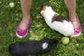 Child Girl relaxing and playing with her guinea pigs outside on green grass lawn