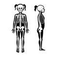 Child girl skeleton anatomy