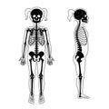 Child girl skeleton anatomy