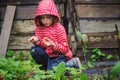 Child girl in striped raincoat picking fresh organic strawberries in rainy summer garden Royalty Free Stock Photo