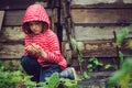 Child girl in striped raincoat picking fresh organic strawberries in rainy summer garden Royalty Free Stock Photo