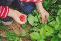 Child girl in striped raincoat picking fresh organic strawberries in rainy summer garden Royalty Free Stock Photo